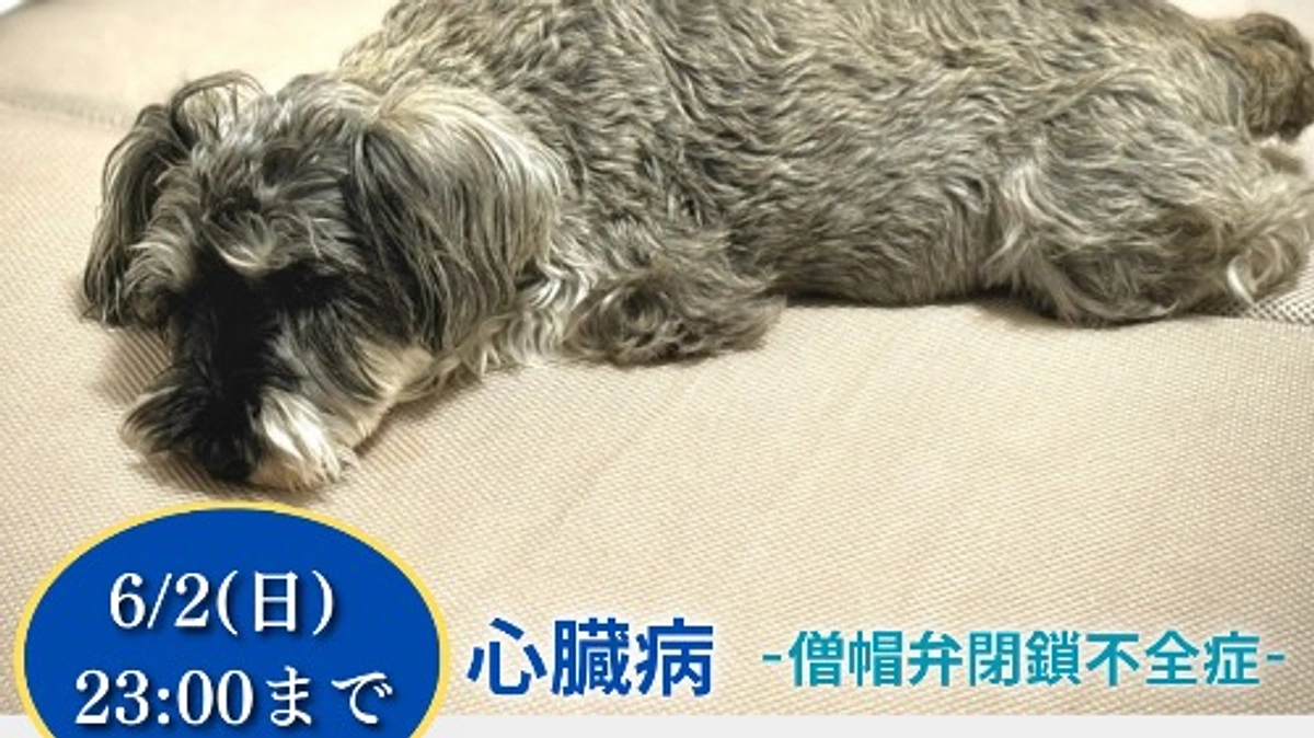 終了まで残り1日です。ロイの食事のこと