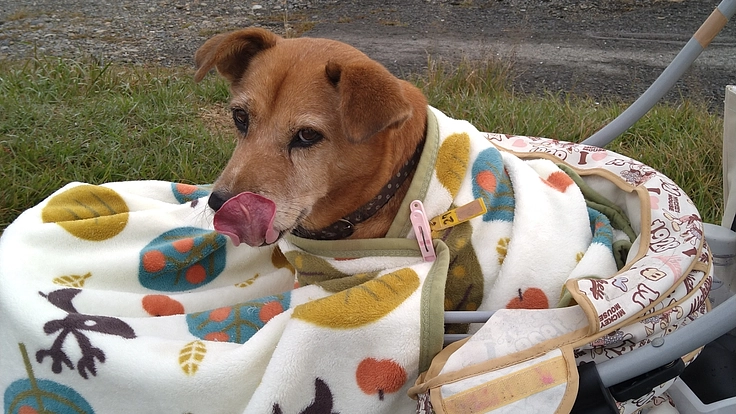一頭でも多くの命を救いたい〜施設維持のためにご協力をお願いします〜 4枚目