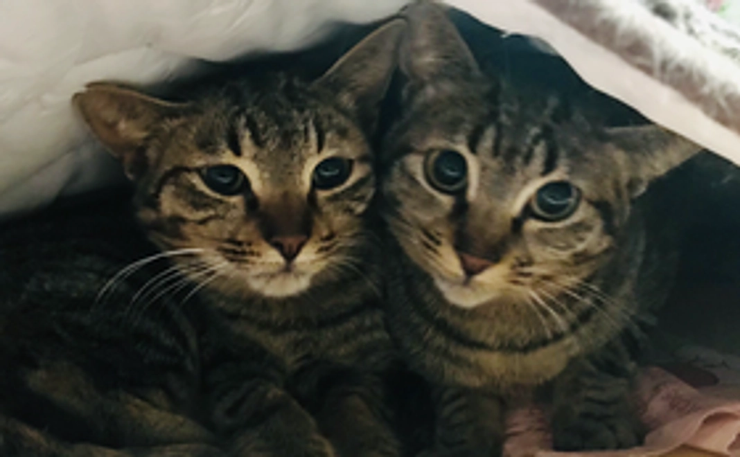 ご支援おねがいいたします！