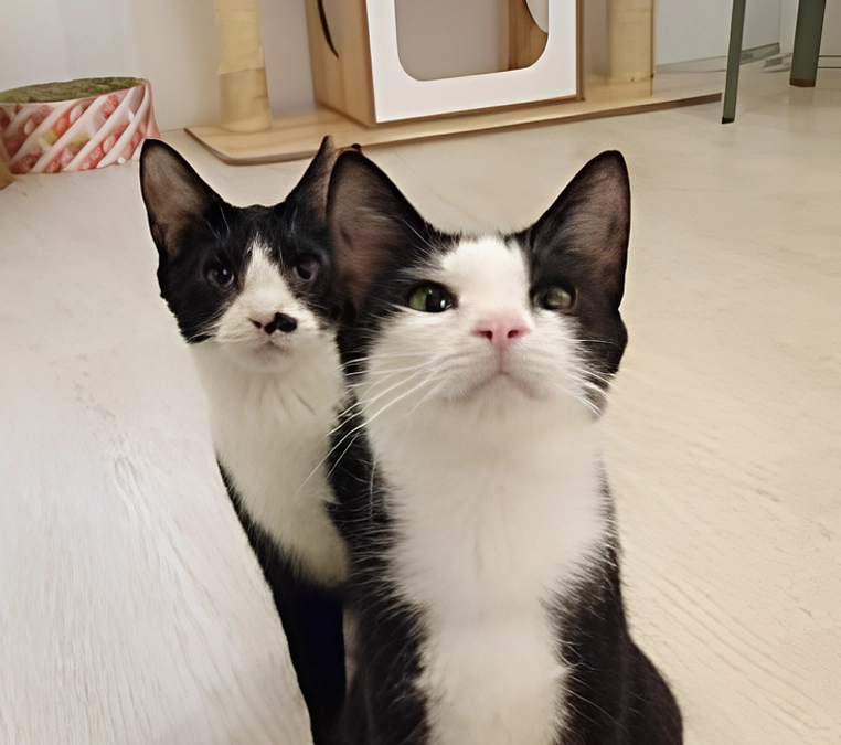 【ビフォー・アフター】多頭飼育崩壊からレスキューされた猫、仲良し２頭で同じ“ずっとのお家“へ