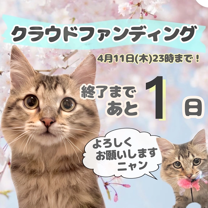ご支援への感謝と、代理支援の締切のご案内と投薬再開9日目のちゃむの様子