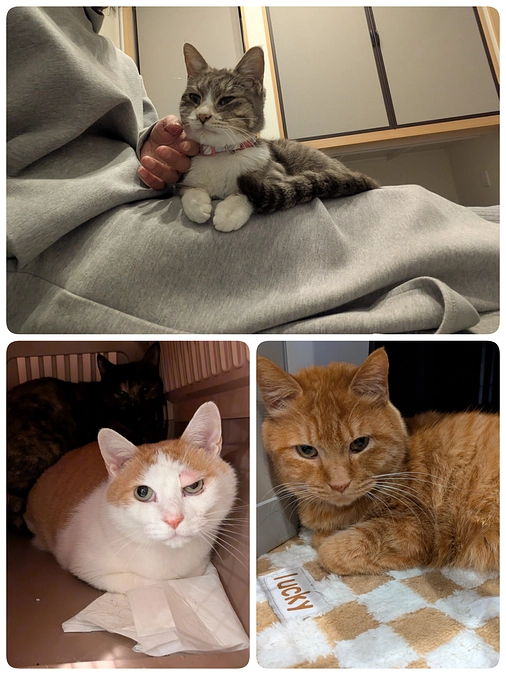 3匹の医療について