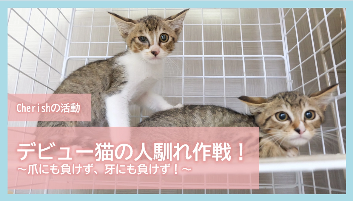 Cherishの活動｜デビュー猫の人馴れ作戦！～爪にも負けず、牙にも負けず！～