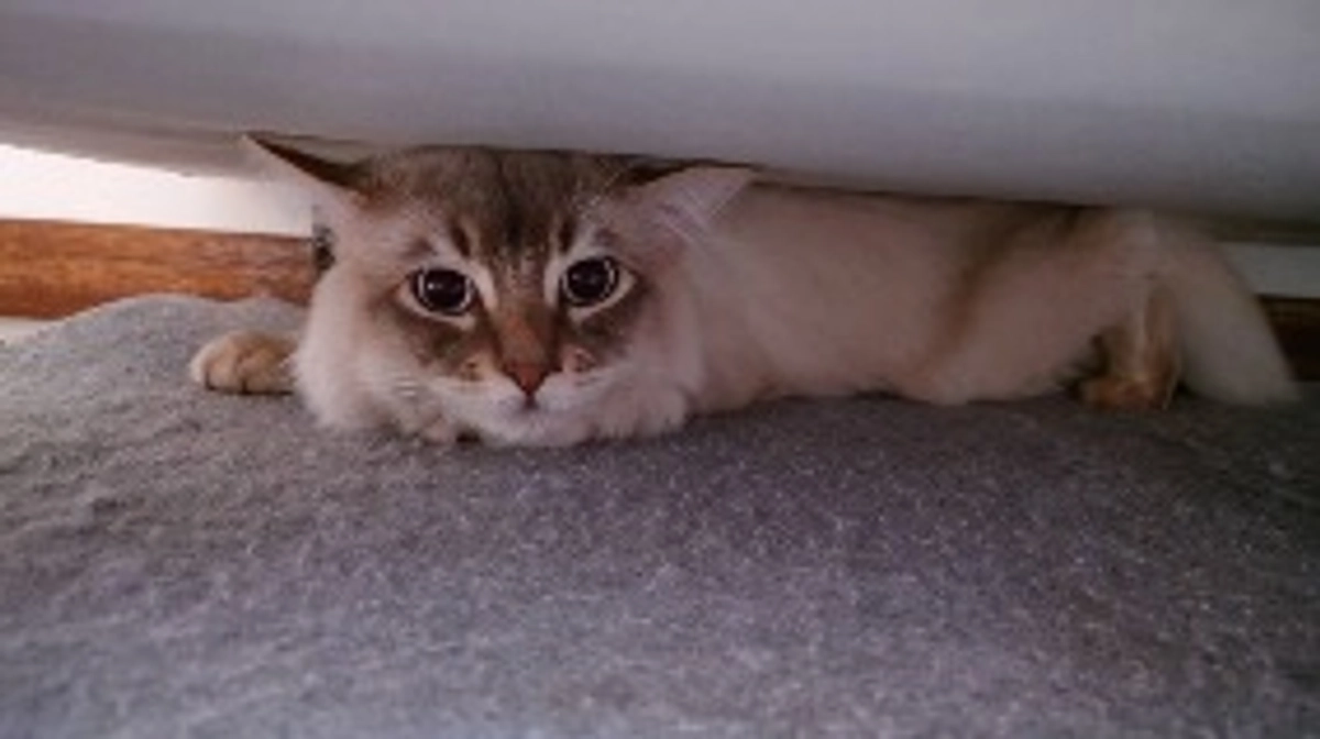 代理支援、反映致しました。