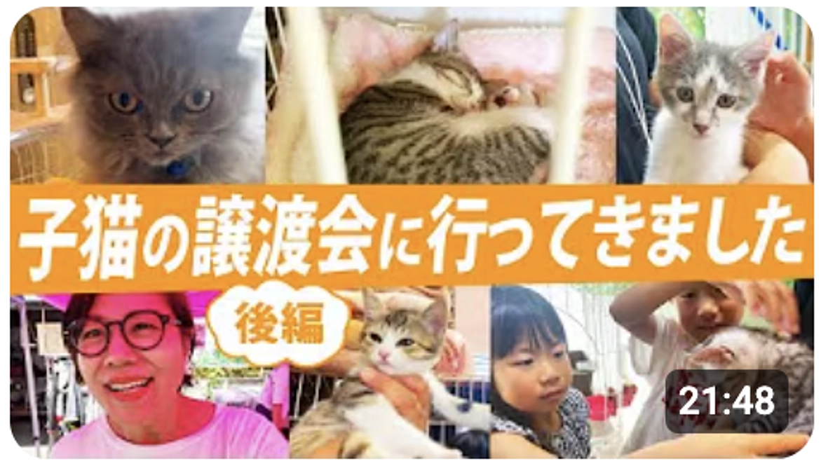 タレント青木さやかさんのYouTubeに当会の子猫譲渡会 後編がアップされました！
