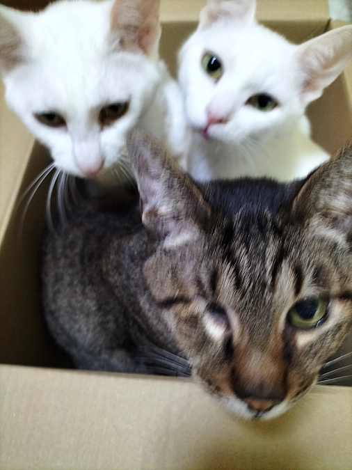 ノック部屋の子達