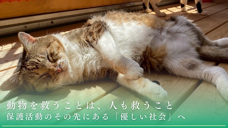 動物が安心できる世界へ。行き場を失った130頭の保護犬猫に医療費を 3枚目