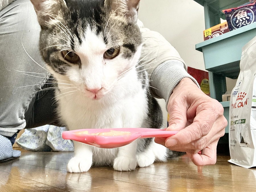 結石の治療開始しました!!