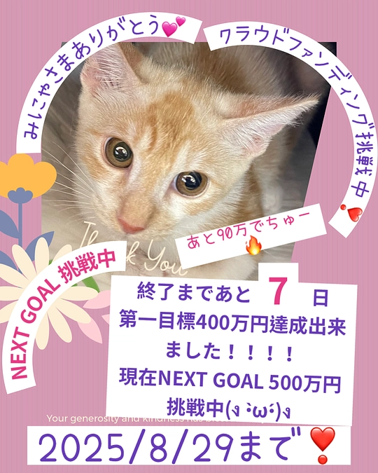 沖縄の猫たちの近況報告❣️8／20版