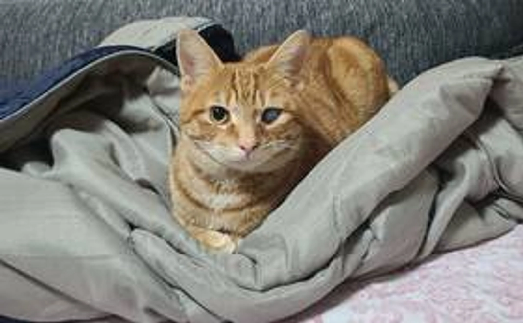 お気持ちコース