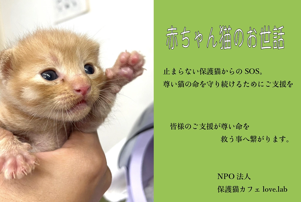 赤ちゃん猫のお世話【24時間体制】