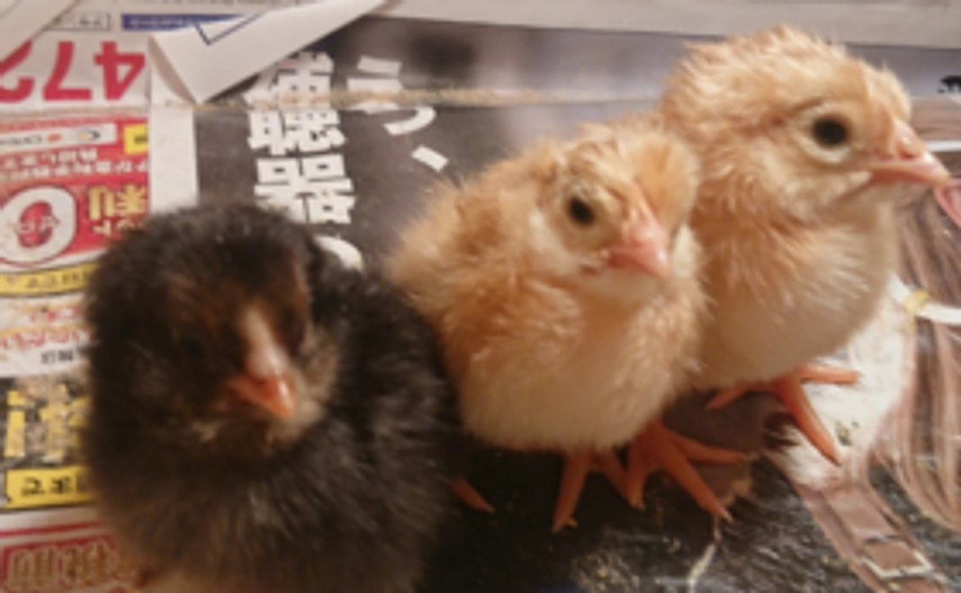 ちょっと応援セット