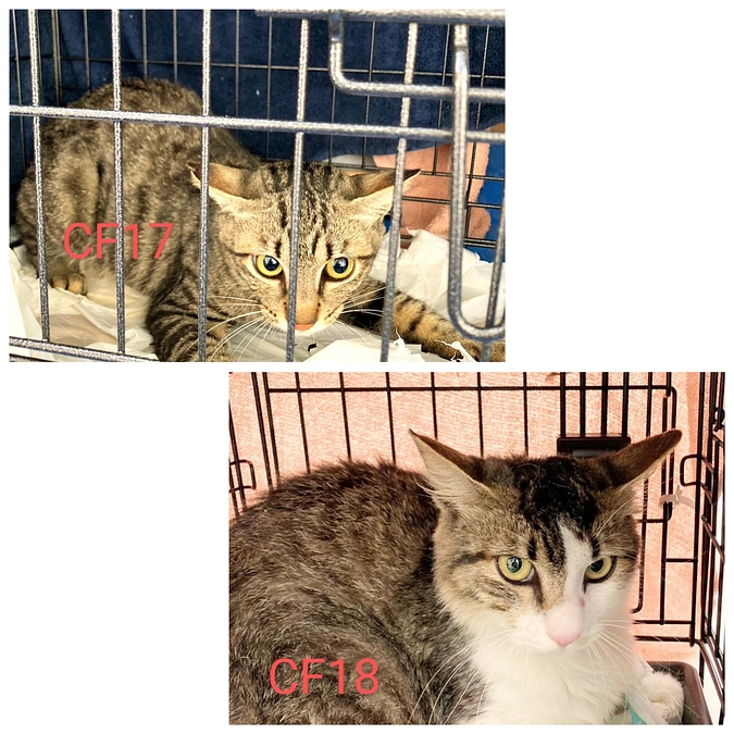 CF１５～１８まで手術終わりました