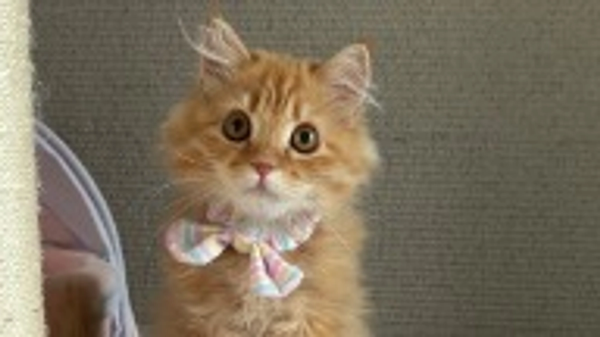 ありがとうございます