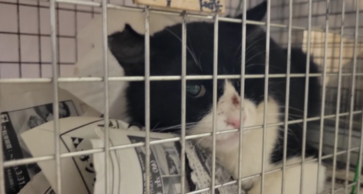 金曜日はオペの日！町会のねこたちが沢山きてくれました。