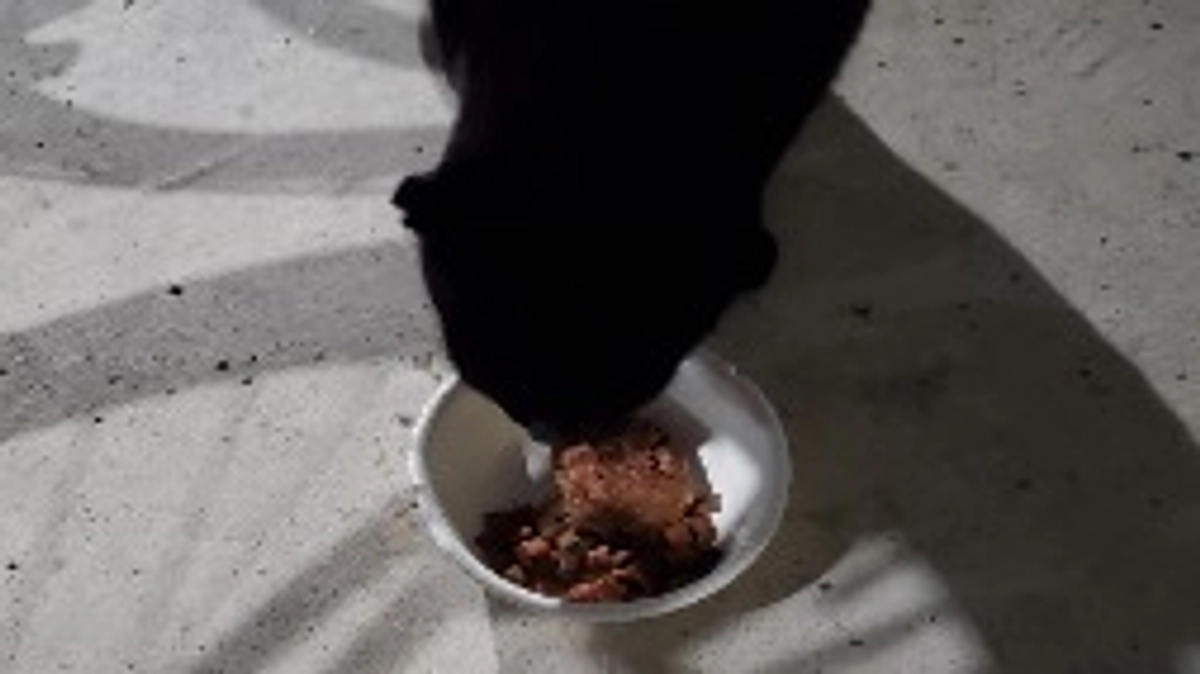 ご無沙汰しております。外猫たち。