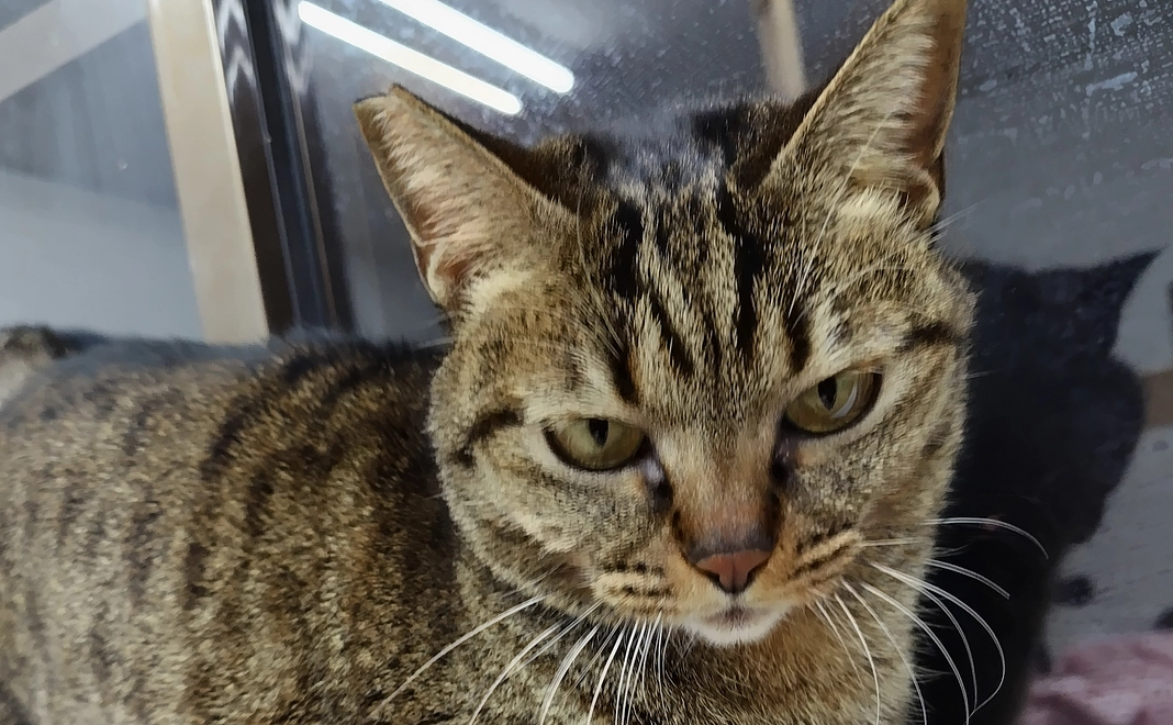 感謝のメール 2️⃣