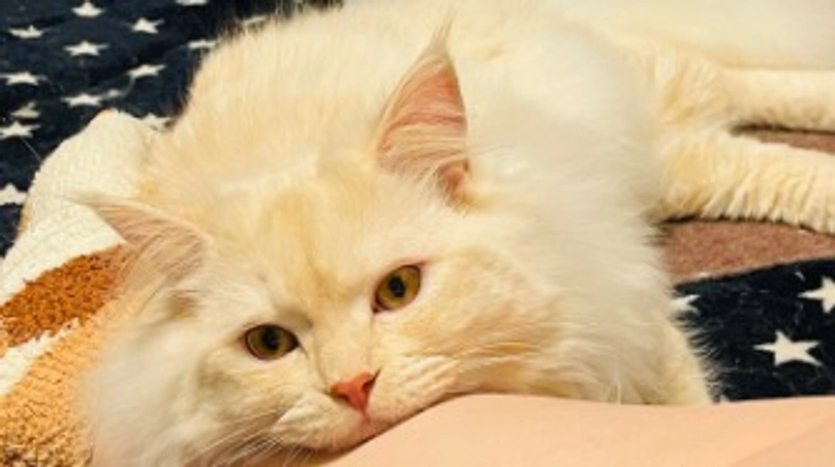 今日のトキ☁️