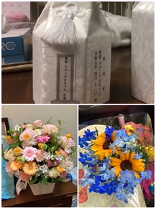 白血病キャリア、エイズキャリア、両方Wキャリア、保護依頼が多く、ワンコにゃんこハウスには沢山います。