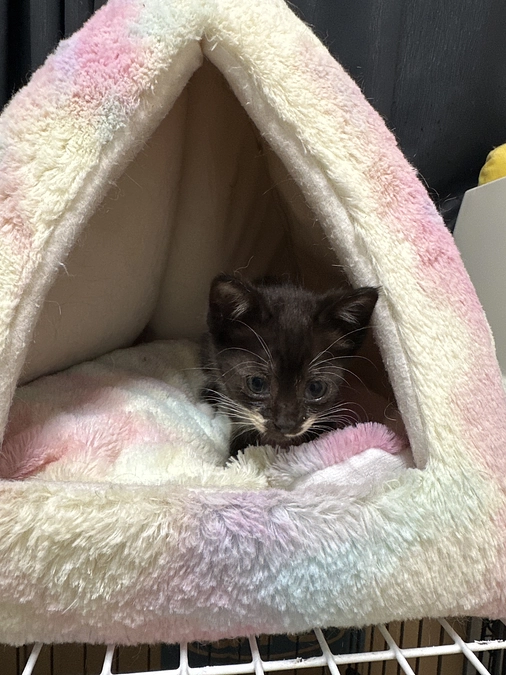 保護した仔猫さんスクスク育っています