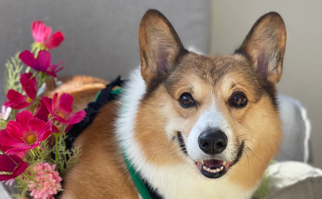 お礼のメールとホームページにお名前掲載　5,000円