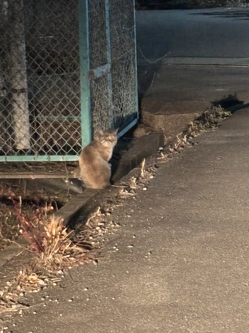 寒空の下、残飯と両生類などを補食し生き延びている子達