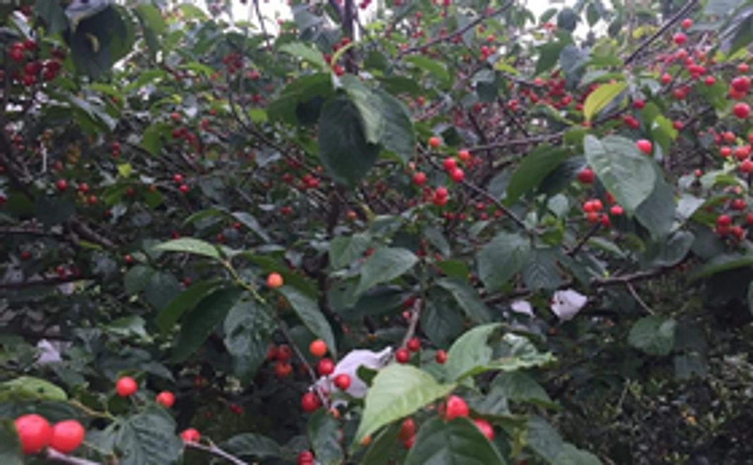 我が家で出来た無農薬サクランボ200g