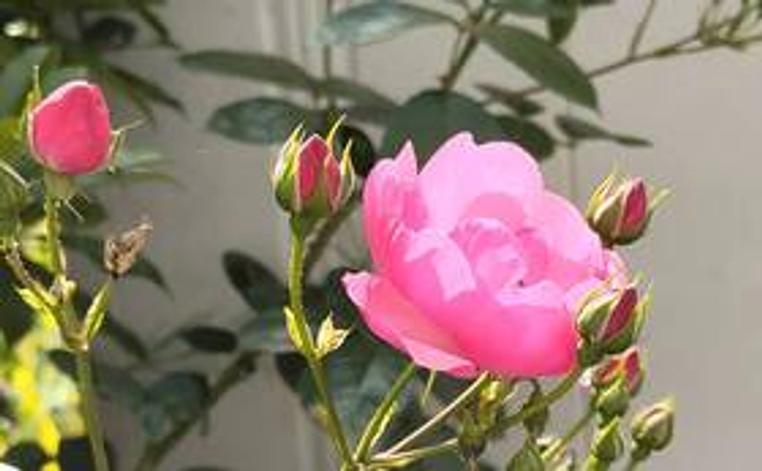 【個人で応援】感謝のメールとホームページへのお名前記載