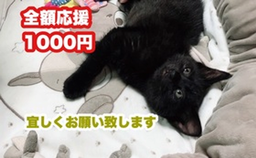 【1000円全額応援、感謝のメール、写真添付】