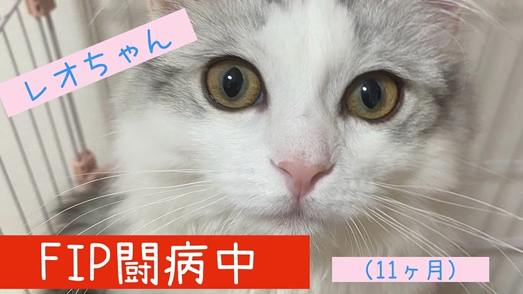 FIP(猫伝染性腹膜炎)と闘う生後11ヶ月のレオちゃん