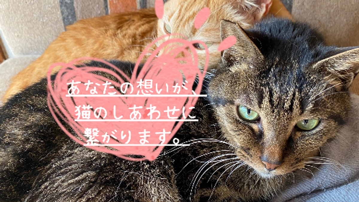 100匹を超える保護猫たちの居場所を守るため、お力をお貸しください