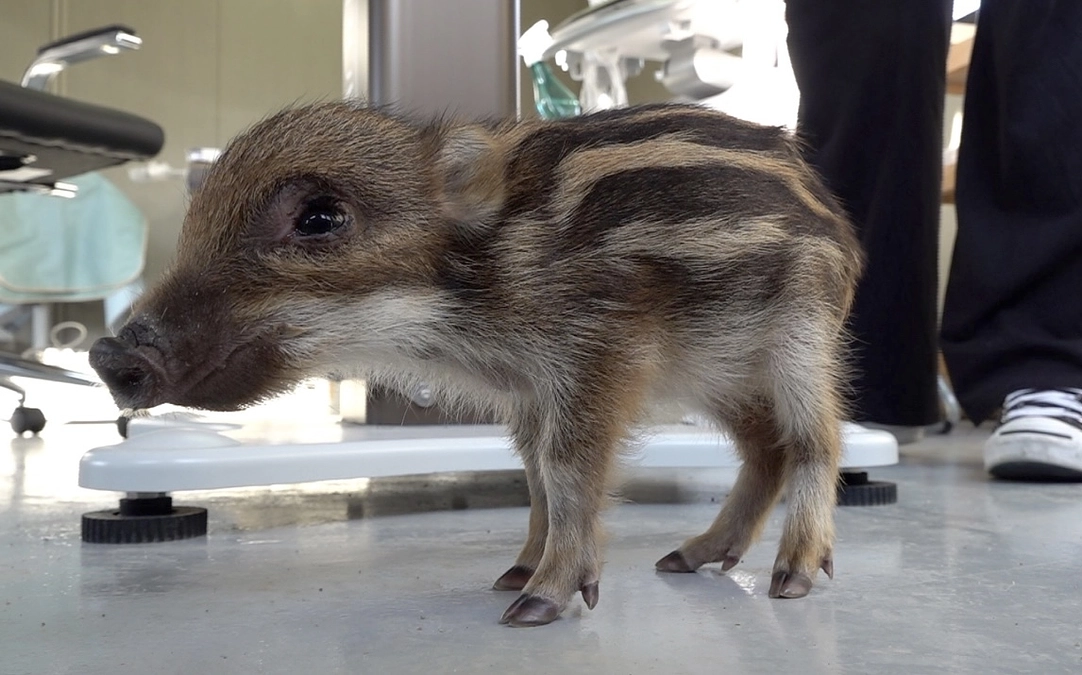 まだ準備中ですが〜最初の患者さん