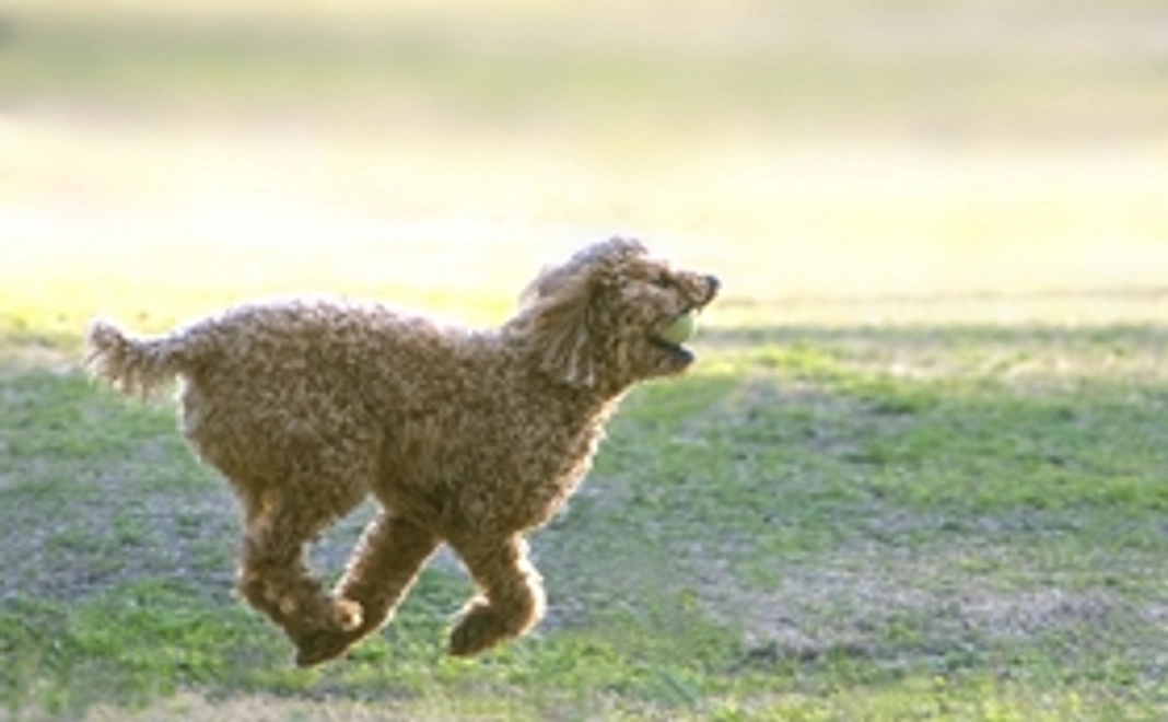 サンクスレターの送付