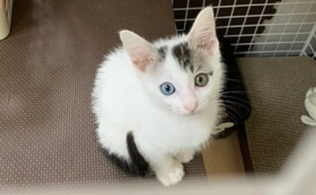 Mou応援コース 500円(リターン不要)