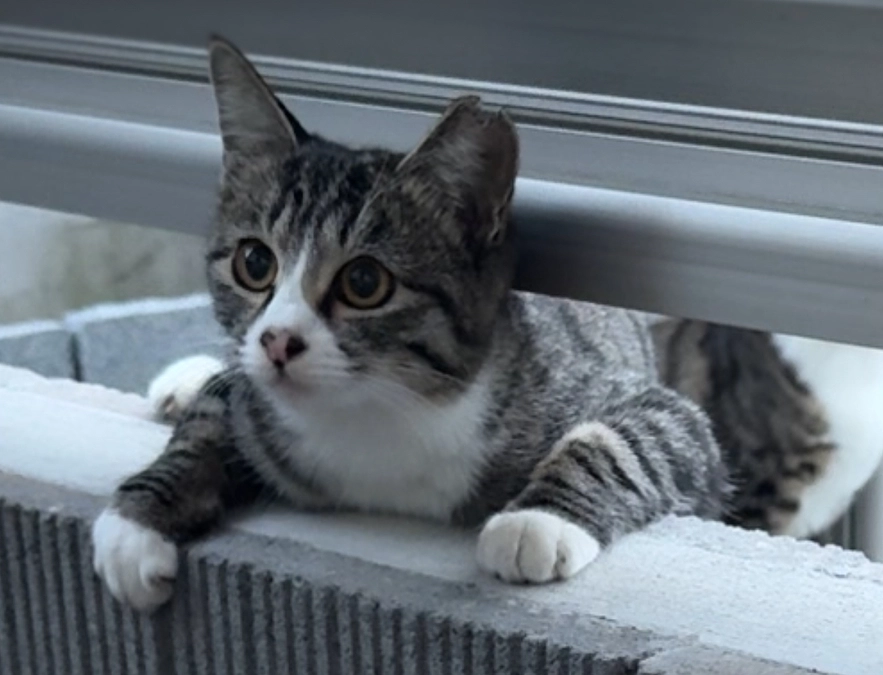 今日は、外猫の【こさつ】について