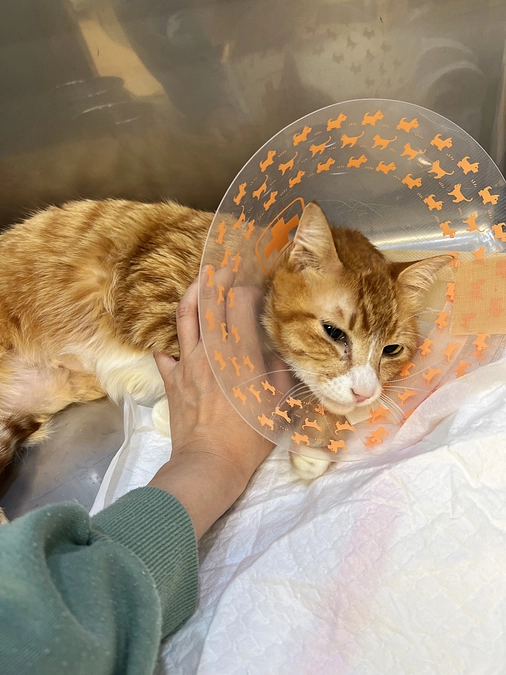 手術後のがんもです