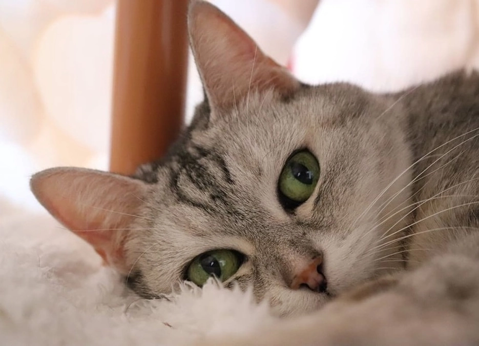 なぜ猫カフェ移転を決めたのか。