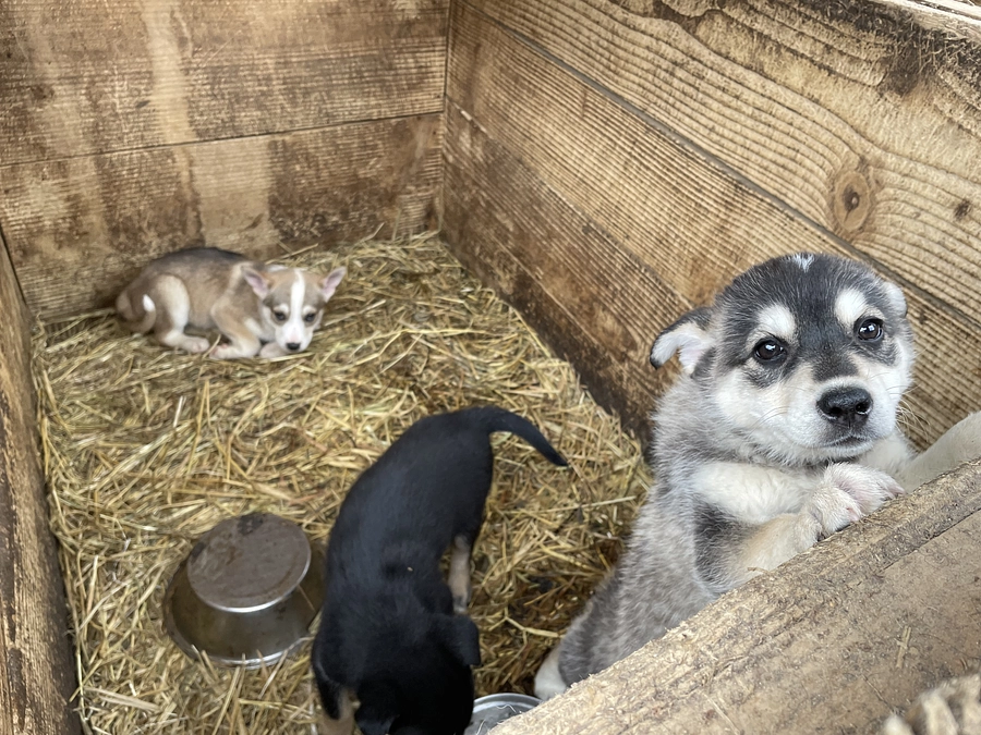 映画「犬と戦争」再び、トークに参ります！