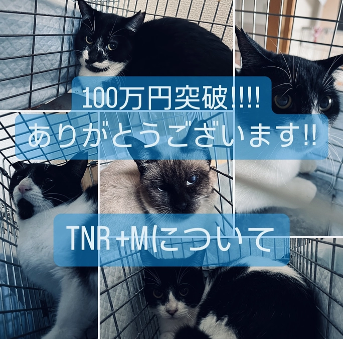 新たな挑戦開始から４日で１００万円達成‼感謝いたします‼