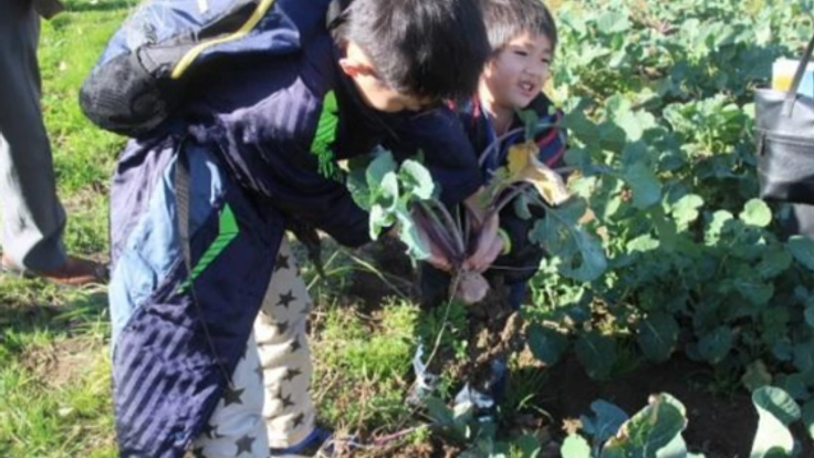 幻の「大島かぶ」のお菓子を作り、大島に明るい未来を創りたい!