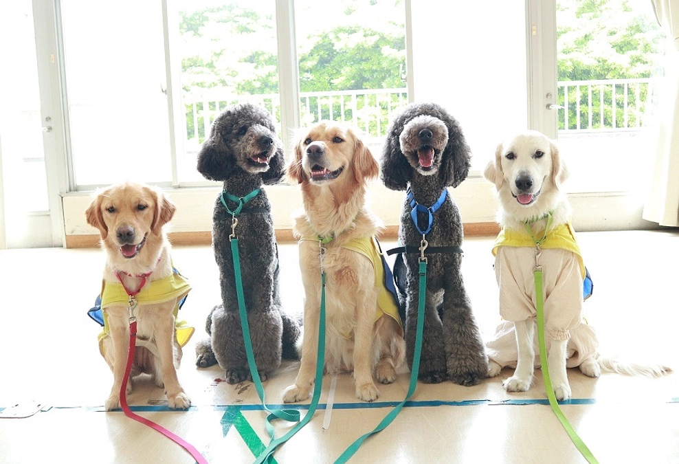 春休みイベント　TOTONOUハウスに日本介助犬協会さんからワンちゃんが遊びにきます