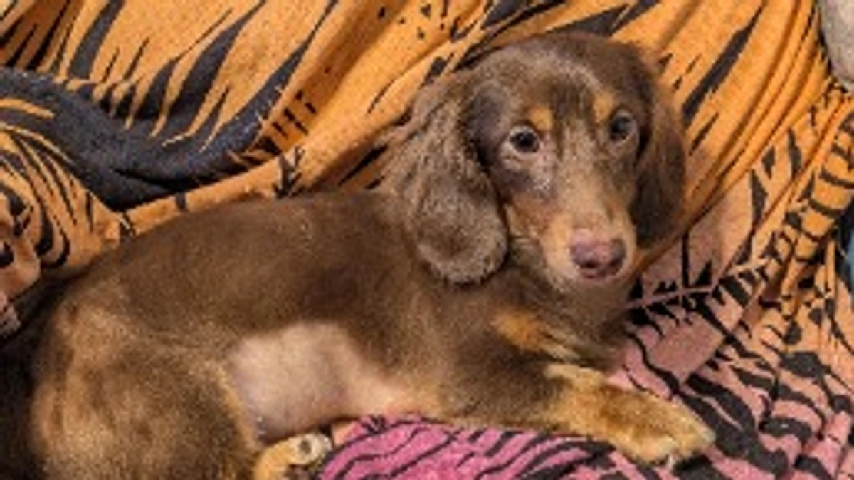 今日(2024年7月8日)のLani🐶🐾