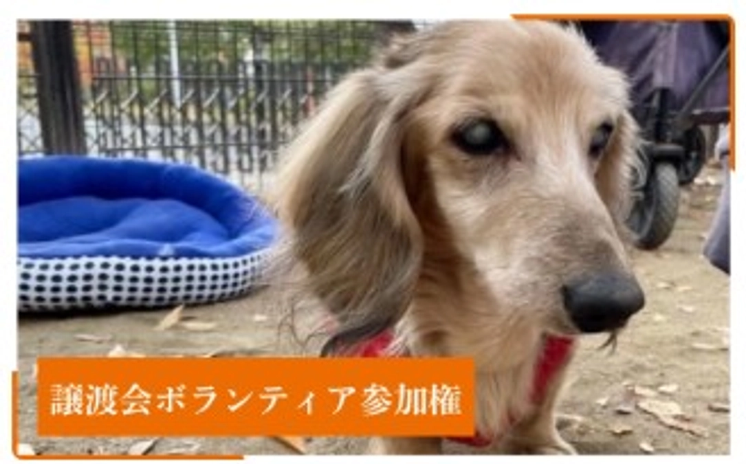 犬たちの未来を一緒につくる！譲渡会ボランティア参加リターン