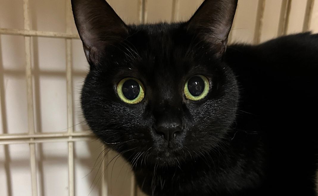 マンスリー応援2222円コース