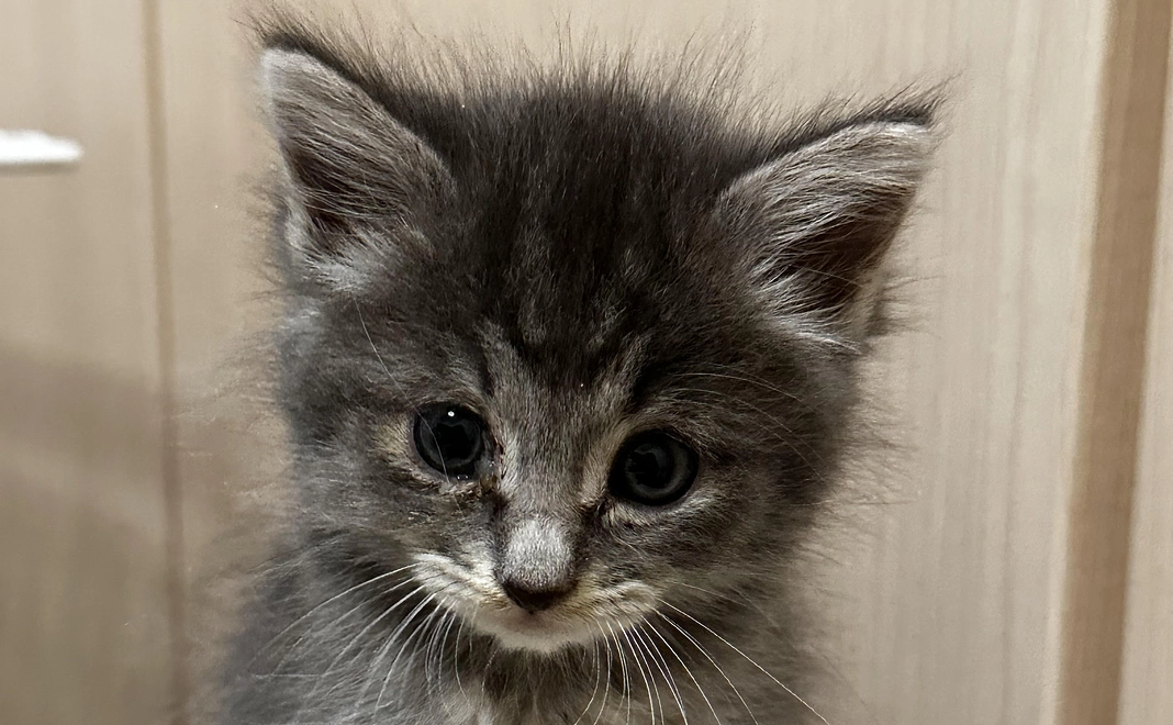 全力応援コース／10,000円