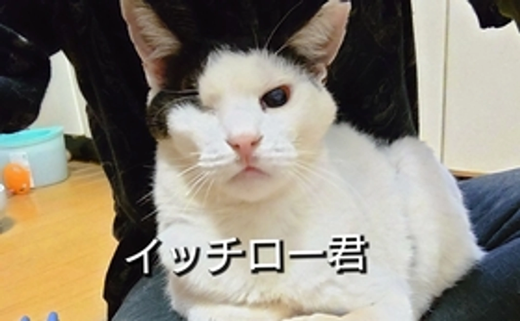 リターン不要な方【咲き猫全力応援コース】5,000円