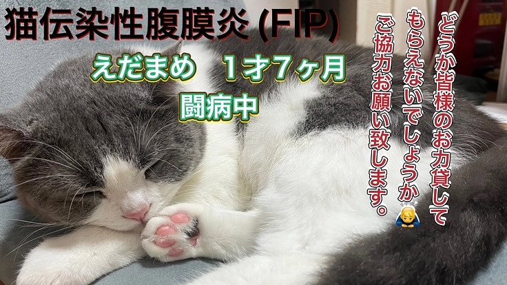 難病FIP(猫伝染性腹膜炎)と闘うえだまめを助けたいです
