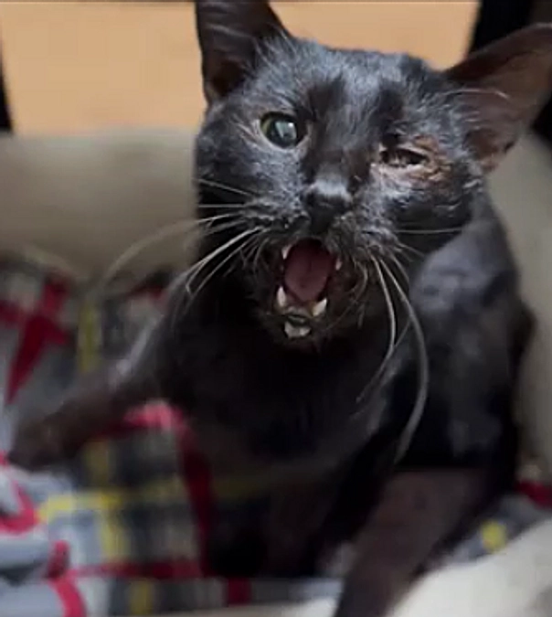 Storyセト３．今も鳴き声が耳に残って・・・