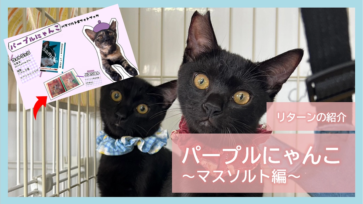 リターン紹介｜パープルにゃんこ～マスソルト編～