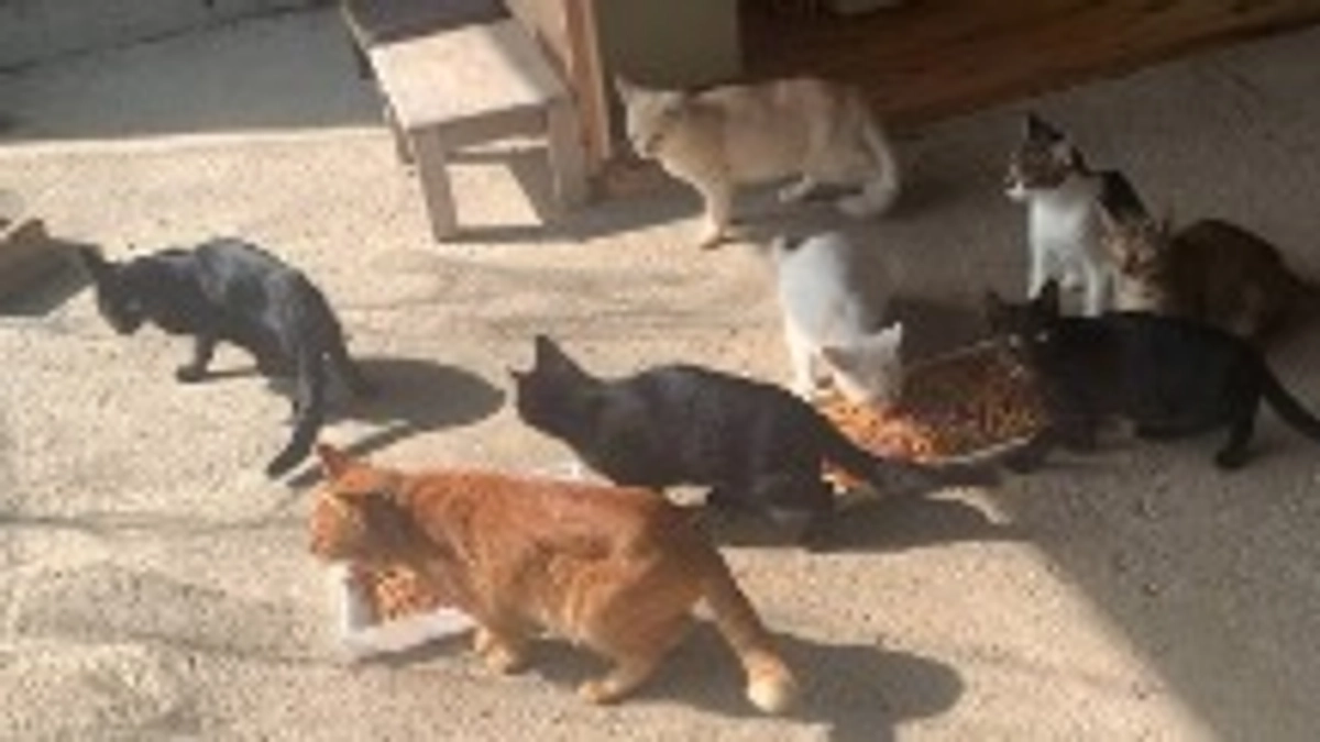 10/28 猫ちゃん達の様子🐱